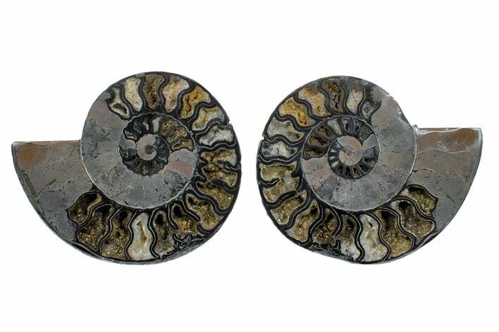 Cut/Polished Ammonite Fossil - Unusual Black Color #169702